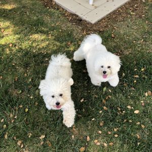 Wozs-two-newest-pups...Wozzie-Jewel